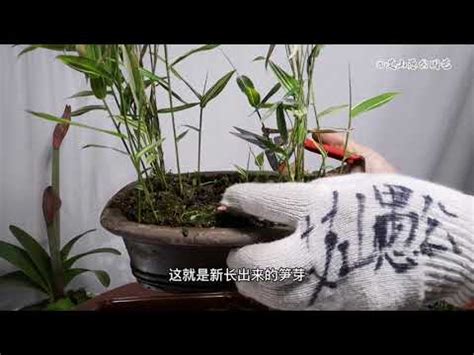 竹子盆栽照顧|開運竹盆栽照顧指南：打造幸福生活的祕密武器 